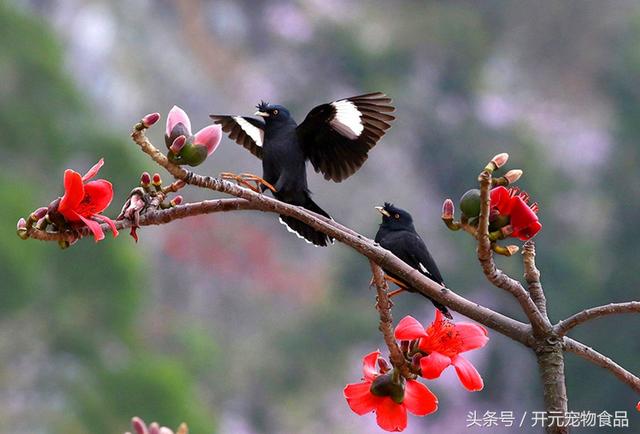 开元宠物食品谈八哥鸟的放养与盘飞技巧