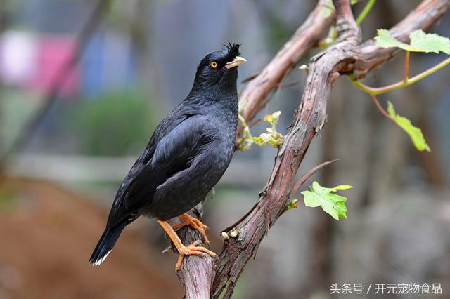 开元宠物食品谈八哥鸟的放养与盘飞技巧