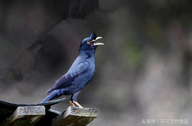 开元宠物食品谈八哥鸟的放养与盘飞技巧