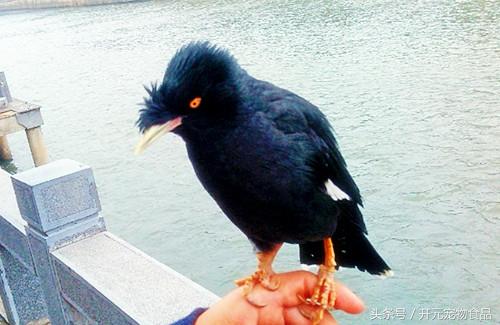 开元宠物食品谈八哥鸟的放养与盘飞技巧