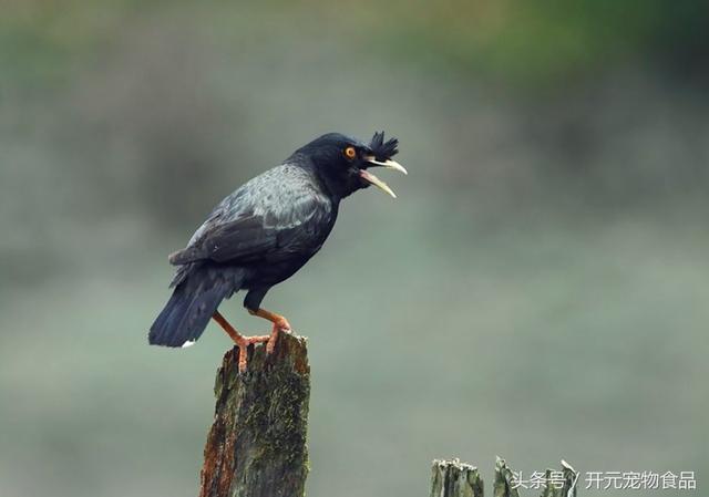 开元宠物食品谈八哥鸟的放养与盘飞技巧