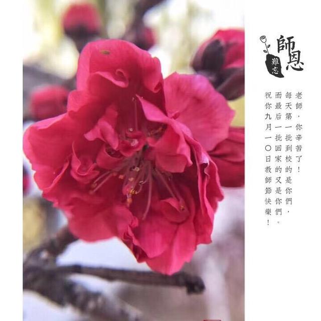 教你手机制作专属“教师节感恩卡”|内赠8张无水印感恩卡