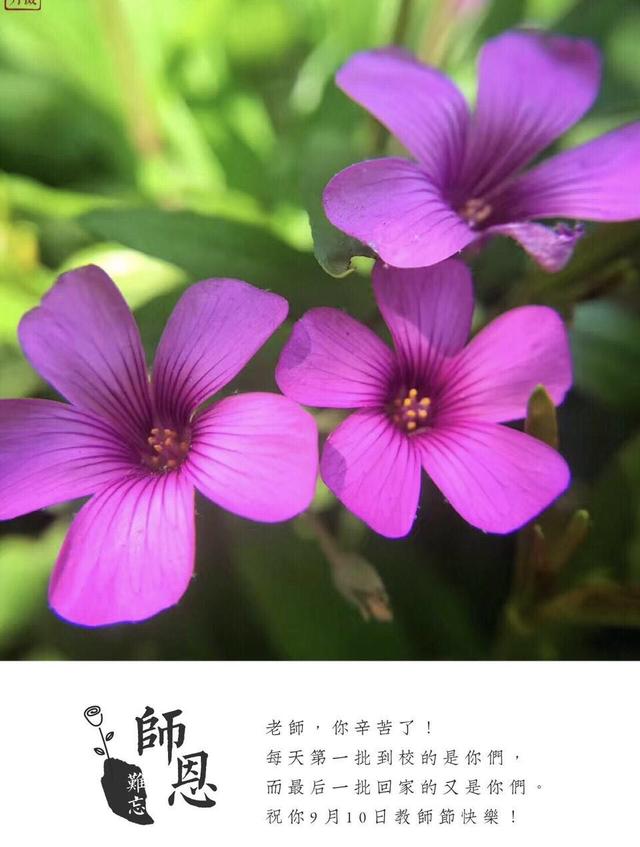 教你手机制作专属“教师节感恩卡”|内赠8张无水印感恩卡