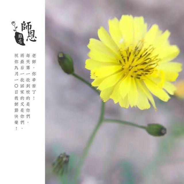 教你手机制作专属“教师节感恩卡”|内赠8张无水印感恩卡