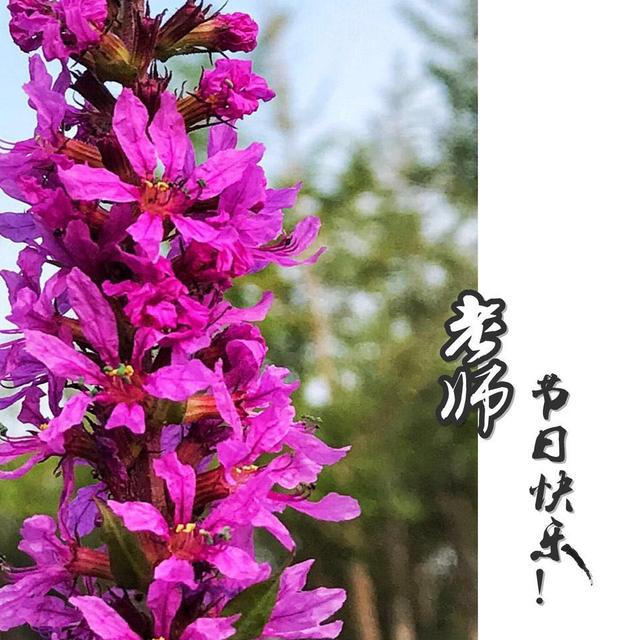 教你手机制作专属“教师节感恩卡”|内赠8张无水印感恩卡
