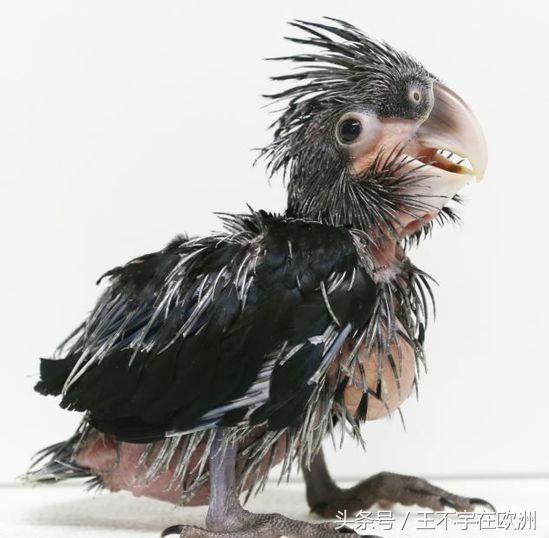 世界最丑鹦鹉:两年下一次蛋,一次下一个;它家是欧洲最佳动物园