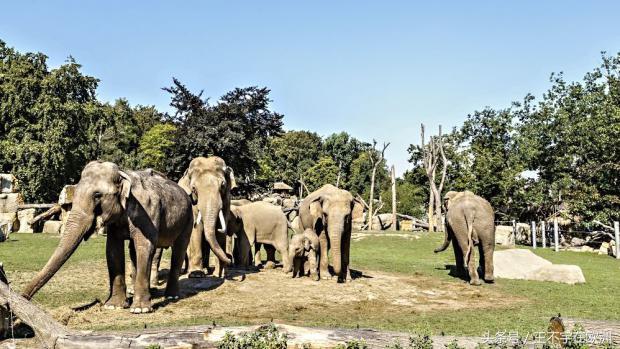 世界最丑鹦鹉:两年下一次蛋,一次下一个;它家是欧洲最佳动物园