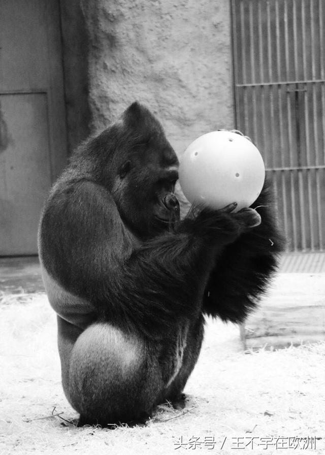 世界最丑鹦鹉:两年下一次蛋,一次下一个;它家是欧洲最佳动物园