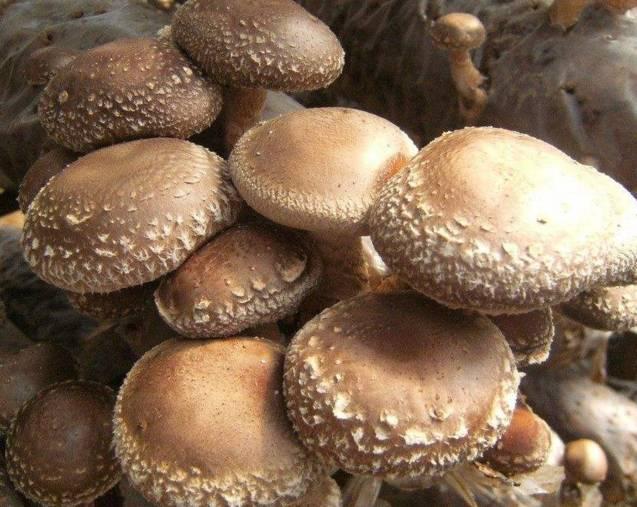 商机来了,42个农村致富项目都给你!