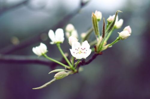 苏东坡的一句诗“一枝梨花压海棠”喻意什么?