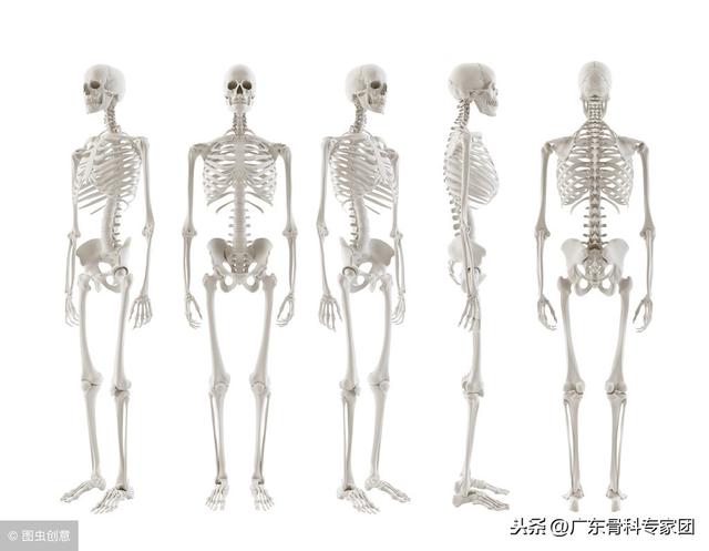 人体共有206块骨头，中国人却只有204块，少了两块去哪了？