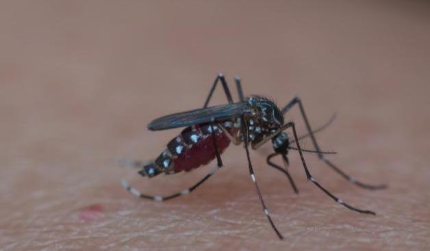 蚊子最爱咬什么血型的人？