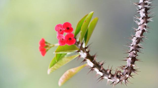 夏天养什么花？这7种花不仅耐热而且花期长，一开就小半年