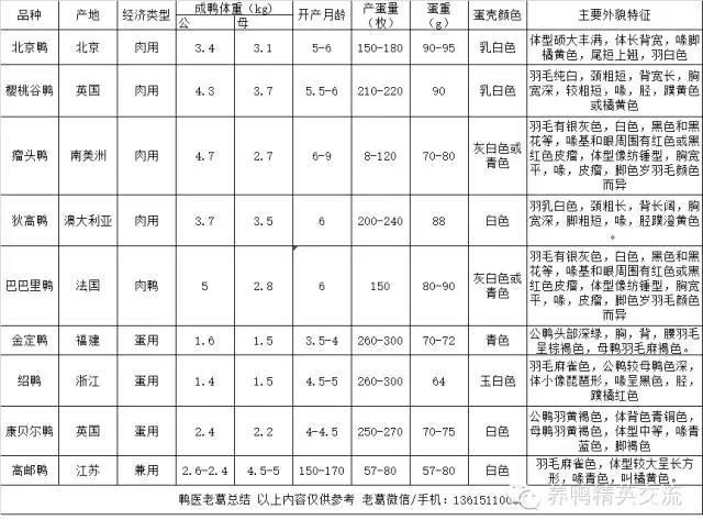 国内常见9个鸭的品种介绍