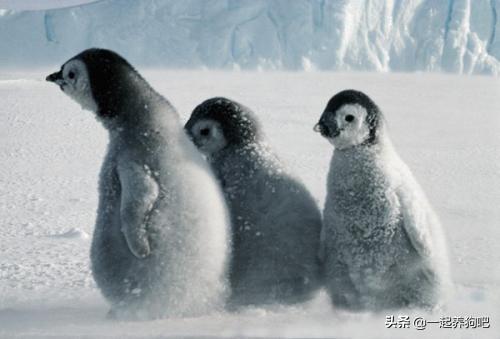 企鹅是哺乳动物吗？它到底是什么种类