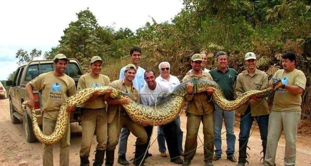 世界上最大的蛇是红海巨蛇吗？长79米，莫非是白素贞转世？