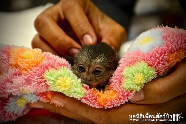 和松鼠一样大的狨猴被人抓来当宠物，被主人随身携带当成玩物