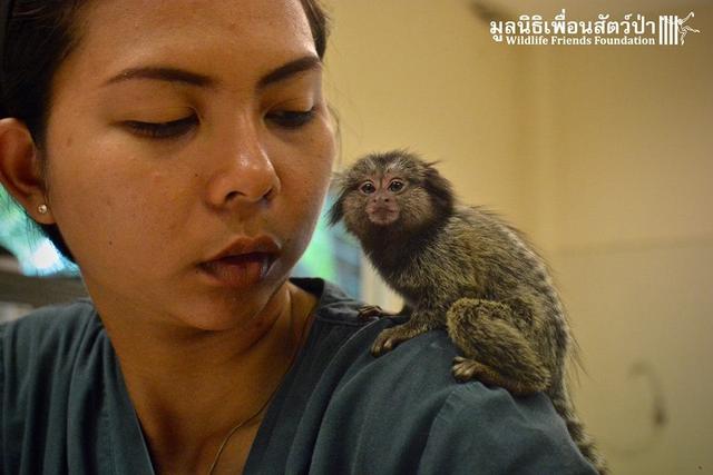 和松鼠一样大的狨猴被人抓来当宠物，被主人随身携带当成玩物