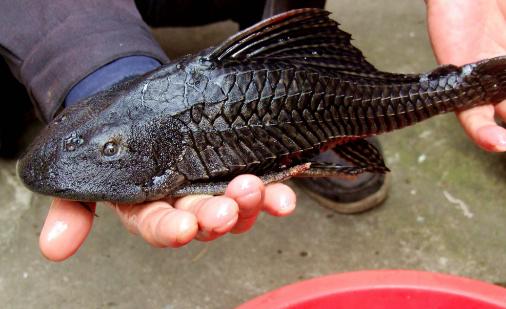 上海一野河捕到黑怪鱼 清道夫鱼是什么鱼