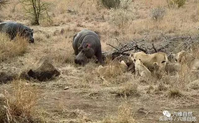 狮群正在吃猎物，想不到平时吃草大河马也来分一杯肉羹