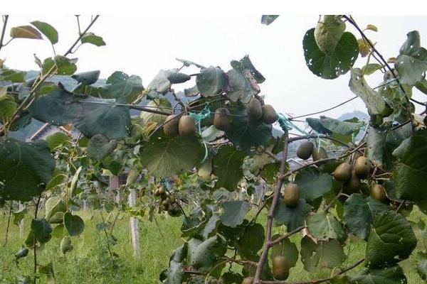 红心猕猴桃树苗种植方法，价格卖4至6元一棵
