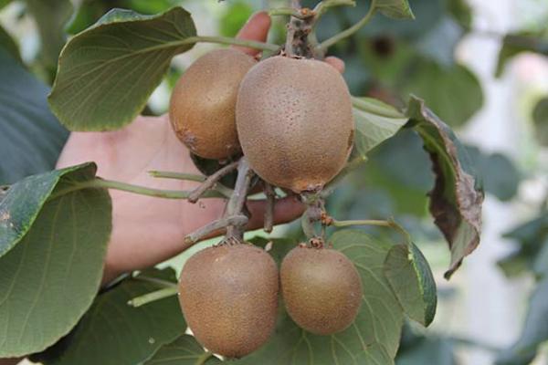 红心猕猴桃树苗种植方法，价格卖4至6元一棵