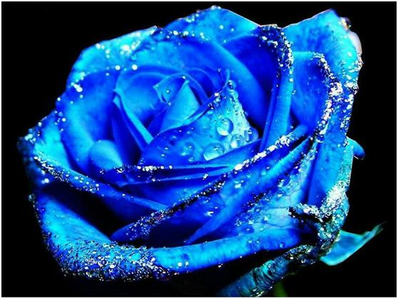 蓝色玫瑰：别样的情感，送给热恋的朋友