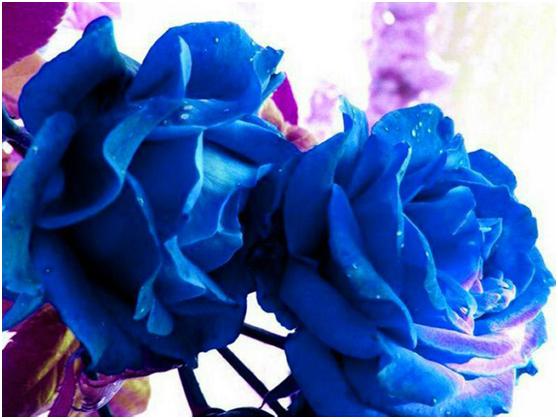 蓝色玫瑰：别样的情感，送给热恋的朋友