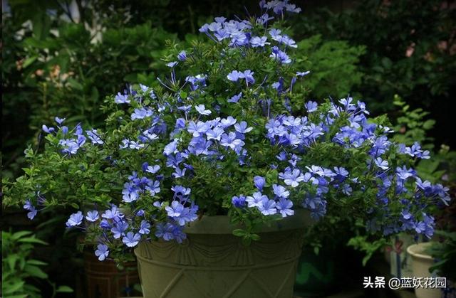 想要夏天庭院开满花，现在种下这7种花，天气越热开的越好！