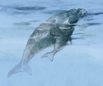 揭开美人鱼的面纱：美人鱼可能是一种名字叫儒艮的海洋哺乳动物