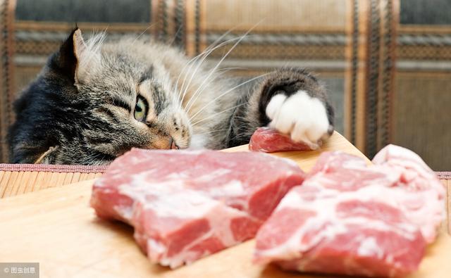 在猫眼中什么最好吃，猫喜欢5种食物，对猫而言新鲜度最重要