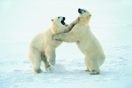 同样生活在极寒之地，为什么北极熊不吃企鹅？