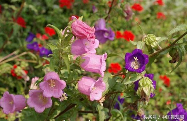 花语大全——50种花的花语！
