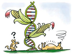 关于转基因食品，所有你想知道的都在这里了，通俗解读一文看懂！