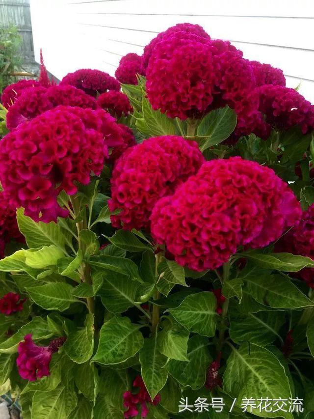 10种常年开花的植物，养在阳台上一年四季都是花