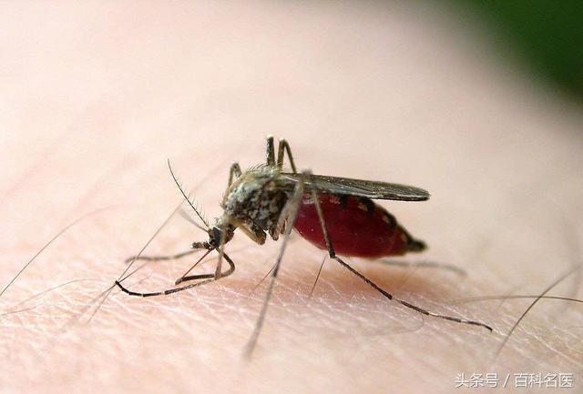 蚊子喜欢叮咬什么血型的人？谁是蚊子的“美味大餐”？这5类人最危险