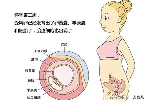 怀孕1个月的症状，孕妈需注意这些重要事项，有利于胎儿健康发育