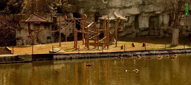 游玩上海动物园，观天下珍禽异兽