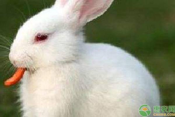兔子只吃胡萝卜吗？不同食物对兔子生长有什么作用？
