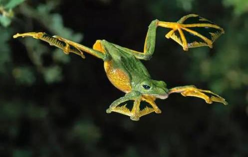 细数自然界中5种奇特物种，你见过会“飞”的青蛙吗？