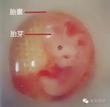 孕期胚胎大小对照表，快看胎宝宝发育正常吗？