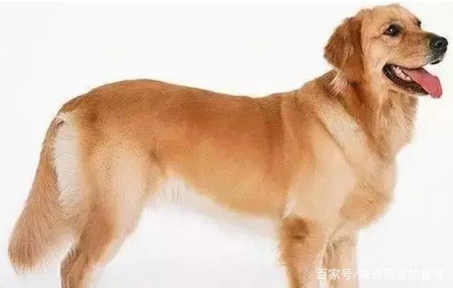 全球十大最忠诚的狗狗排名，第一名你绝对猜不到！