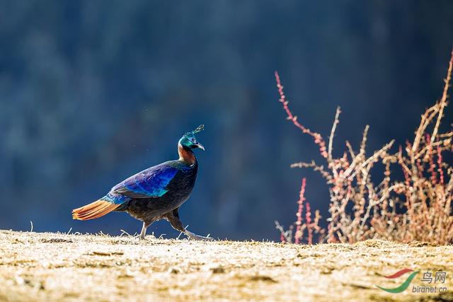 世界10大国鸟，中国的国鸟竟然是“不死鸟”
