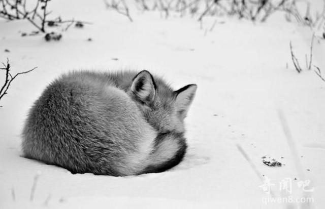 科学家揭秘：人类为什么不和动物一样需要冬眠！