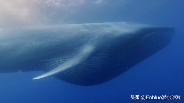 蓝鲸：地球上最巨大的生物