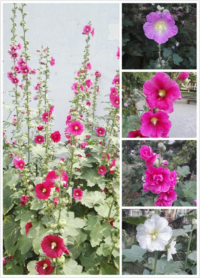 6月里身边常见的10种花儿，快来认识一下吧！