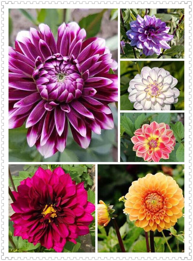6月里身边常见的10种花儿，快来认识一下吧！