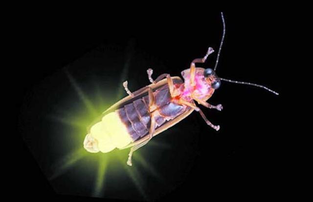 萤火虫为什么会发光 萤火虫在什么季节有