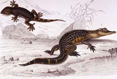 为什么说扬子鳄是活化石