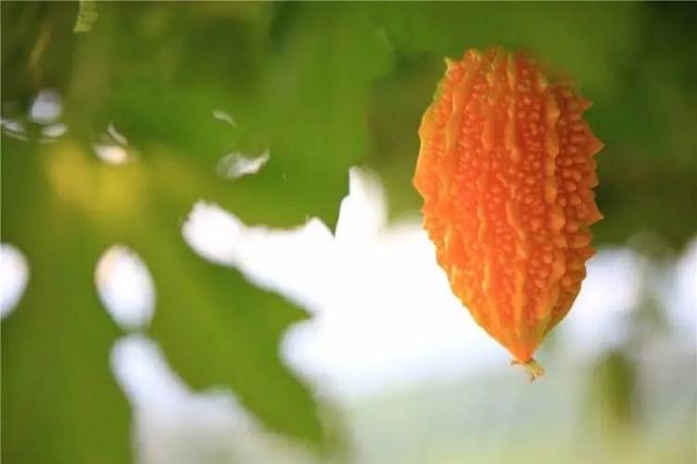 这也是一种水果，名叫金铃子，也叫癞葡萄……